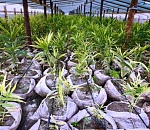 Под Астраханью собрали первый урожай имбиря