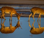 Записки астраханского натуралиста. Сколько сейчас сайгаков?