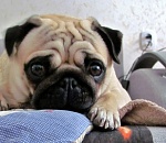 Астраханские собачницы остались без питомцев