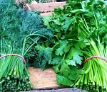 Из Астраханской области в Казахстан вернули более 17 тонн петрушки и укропа