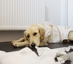 В Астрахани можно бесплатно простерилизовать собаку или кошку