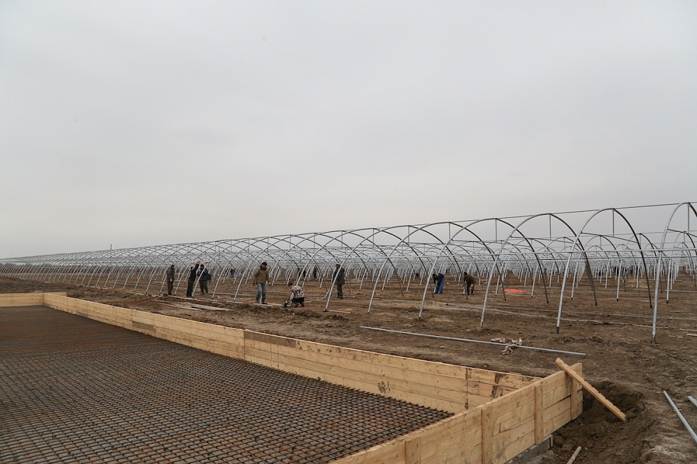 Первая партия астраханской томатпасты поступит в продажу в июле