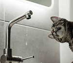 Завтра Правобережье Астрахани останется без холодной воды