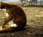 В Астрахани суд вынес решение по делу о скотине