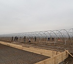 Первая партия астраханской томатпасты поступит в продажу в июле