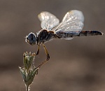 Записки астраханского натуралиста. Стало ли меньше стрекоз?