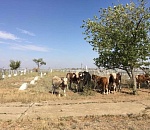 Судьбой заброшенных могил Знаменских ветеранов-ракетчиков заинтересовались в центральном штабе ОНФ