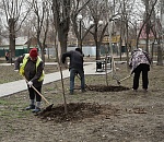 В Трусовском районе Астрахани приступили к посадке деревьев