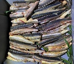 Под Астраханью пограничники задержали лодку с тремя парнями и 42 тушами рыб осетровых пород