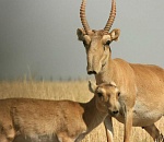Браконьеры на мотоциклах атаковали астраханских сайгаков