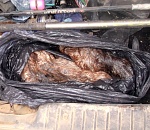 Под Астраханью полиция задержала водителя из Краснодара, убившего пять ондатр