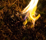 В Астраханской области произошло почти 1200 загораний сухостоя 