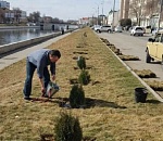 Астраханцы по собственной инициативе решили озеленить центр города