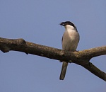 Записки астраханского натуралиста. Сорокопуты, маленькие убийцы