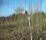 В астраханских лесхозах подготовили посадочный материал для озеленения