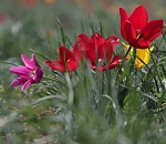 Фестиваль «Степной тюльпан Богдо» в Астраханской области пройдет без тюльпанов