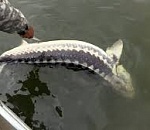 В Астраханской области задержана банда браконьеров