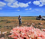 Под Астраханью ликвидирована нереальная свалка томатной пасты