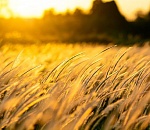 Сегодня в Астрахани будет тепло, но ветрено  