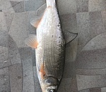 Астраханец не может понять, что за загадочную рыбу он поймал