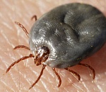 19 астраханских детей попали в больницу после укусов клещей