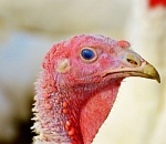  На астраханской птицефабрике вспышка птичьего гриппа, введен режим ЧС