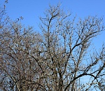 Завтра в Астрахани обойдется без осадков