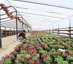 В этом году в Астрахани высадили более миллиона цветов