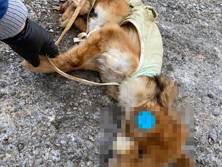 Под Астраханью обнаружены трупы десятков зверски убитых собак