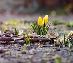 Астраханцев в среду ждет погожий весенний денек с дождем на десерт 
