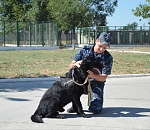 В Астрахани четвероногий полицейский по горячим следам помог раскрыть кражу металла