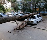 В Астрахани дерево расплющило раритетный ВАЗ