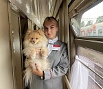 Более 1,1 тыс. домашних питомцев без сопровождения хозяев перевезено на ПривЖД в первом полугодии 2025 года