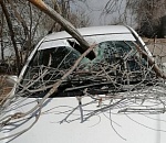 В Астрахани дерево насквозь пронзило легковушку