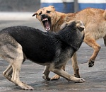 С начала года бездомные собаки покусали около 400 астраханцев