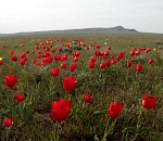 В Астраханской области зацвели тюльпаны Шренка