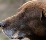 Астраханцам рассказали, с какими собаками и на кого можно охотиться