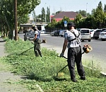 В Астрахани активнее стали косить лебеду