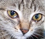 На глазах у ребенка астраханка раздавила насмерть котенка