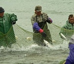 Промрыбаки: … «Действия ВКТУ Росрыболовства – это сталинский «закон о трех колосках» в действии»...