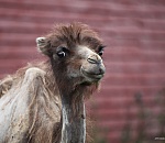 В Астрахани решили запатентовать воблу, верблюда и икру