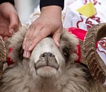 В Астрахани определены места, где во вторник зарежут барашка