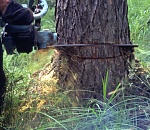 Под Астраханью вырубили деревья на 30 млн рублей