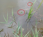 Муму по-астрахански: мужчина пытался утопить коноплю