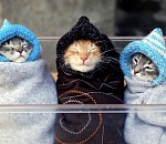 Замёрзшие в Облдуме, или Как депутаты не захотели возвращаться в прошлое