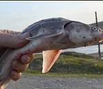 Астраханская область из-за туристов теряет рыбные запасы