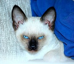 Завтра погода в Астрахани нахмурится 