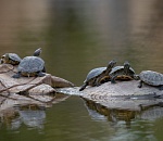 Записки астраханского натуралиста. Лебединое озеро и его обитатели