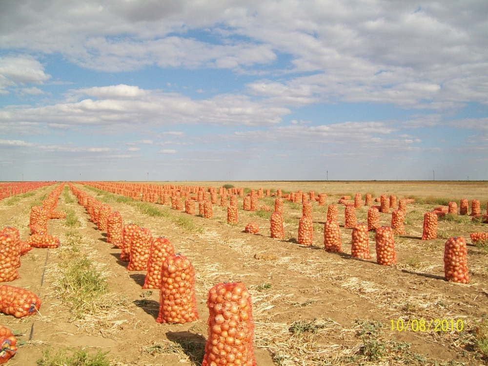 Счастье луковое: в Астраханской области разгар уборки репчатого лука
