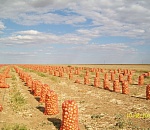 Счастье луковое: в Астраханской области разгар уборки репчатого лука